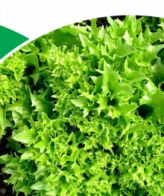 Multi Green 1