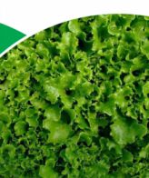 Multi Green 3