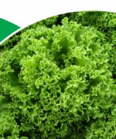 Green Glace