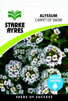 Alyssum Carpet of Snow