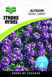 Alyssum Royal Carpet