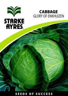 Cabbage Glory of Enkhuizen