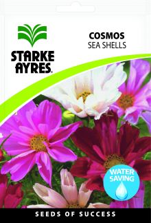 Cosmos Sea Shell