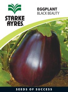 Eggplant Black Beauty