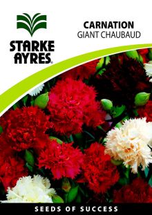 Carnation Giant Chaubaud