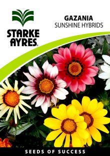 Gazania Sunshine Hybrid