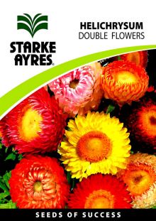 Helichrysum Annual Double Mix	