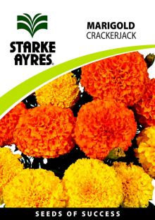 Marigold Crackerjack