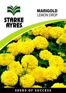 Marigold Lemon Drop	