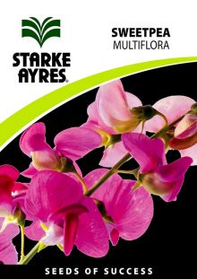 Sweetpea Multiflora