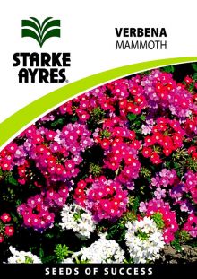 Verbena Mammoth Mix