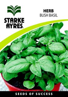 Bush Basil 