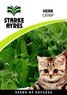Catnip