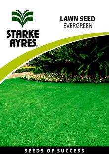 Lawn Evergreen