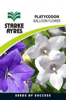 Platycodon balloon flower