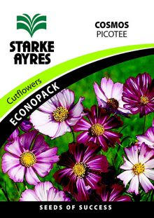 Flower Cosmos Picotee