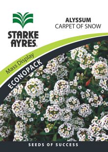 Flower Alyssum Carpet of Snow