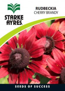 Rudbeckia Cherry Brandy