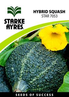 Squash STAR 7053