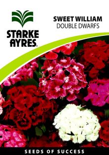 Sweet William Dwarf Double
